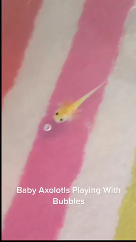 How cute are these baby axolotls making bubbles?! 😍❤️ #axolotl #axolotls #axolotlsoftiktok #cute #aquarium #babyaxolotl 