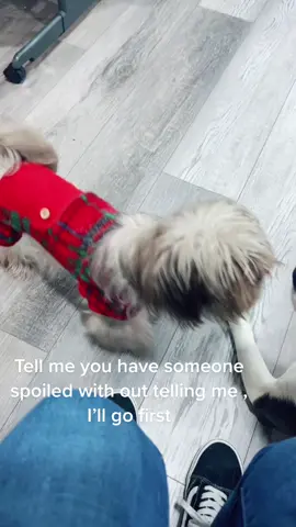 #foryoupage #fyp #fypシ #funny #dogsoftiktok #puppiesoftiktok #evangeline #spirit #christmas  