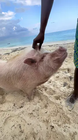 Sandy toes excursion at Paradise Island Bahamas 🐷🐽🏝️#bahamas #vacation 