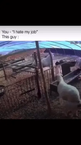 Bruh you knew he pissed that ran off lol #rams #goat #farm #farmlife #cram #boom #farmanimals #fedup #fyp #foryou #foryoupage #fypシ 