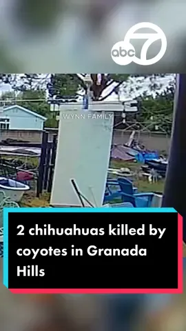 2 chihuahuas were killed by coyotes in Granada Hills #abc7la #abc7eyewitness #news #dogs #attack #coyote #coyoteattack #chihuahua #chihuahuastiktok #granadahills  
