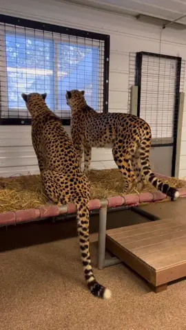 The cheetah boys have moved for the winter! ❄️ They settled into their winter enclosure as if they had never left 🐆❤️ #cheetah #bigcatsoftiktok #cheetahs #winterishere 