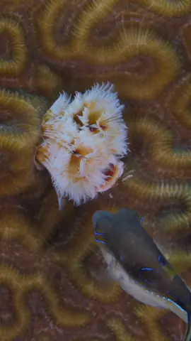 When you’re a #pufferfish, everything is an adventure!  I’ve never seen a fish interact with a Christmas tree worm like this - take a look at how shocked the little guy is when the worm recoils! 🐡 (🎥: @Matthew Kaplan) #MarineMonday #Underwater #Scuba #Pufferfish