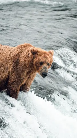 🐻 #alaska 
