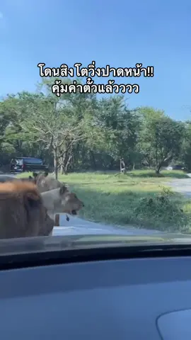 คุ้มค่าตั๋ว แต่เกือบชนสิงโต 😅 #safari #safariworld #สวนสัตว์tiktok #สวนสัตว์ #car #bangkok #thailand 