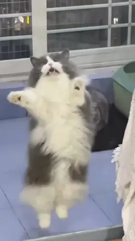 kucing lucu #kucingviral #fypシ #tiktokpelitfyp #fouryoupage #tiktokviral #foryou #fyp #UNIQLOHolidayShoppingFestival 