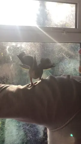 🐦❤️ #knopik #knopikthebird #cockatiel #youngcockatiel #crazycockatiel #parrot #pet #givemeattention #cute #loveme 
