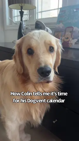 He never lets me forget 😆 #adventcalendar #goldenpuppy #dogsoftiktok 