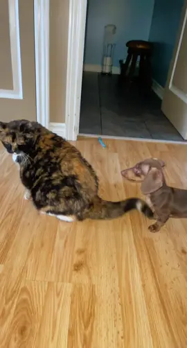 My big cat sister is annoyed at me 😾😹 #dachshund #miniaturedachshund #minidachshund #miniaturedachshundpuppy #puppy #puppylove #doxie #doxielove #doxiesoftiktok #puppylove #wiener #wienerdog #dachshundaddict #dachshundlove  #dachshundlife #teckle #tecklepuppy #cat #bigcat #playing #miniaturewiener #trend #trending #viral #fyp #foryou #fy #foryoupage #sausagepuppy #sausagedog #funny #wienerpuppy #bestfriend 