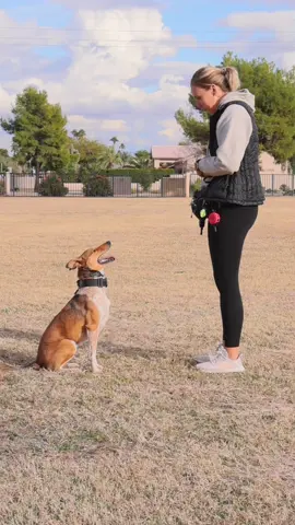 Kota is my heart and soul #DogTraining 
