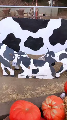 #cows #humancentipede #funny 