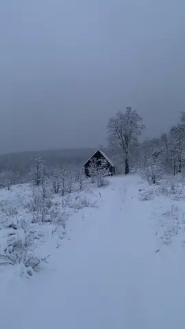 Дивний час — зима. Морозний, жорстокий, але – чарівний. #ukraine #forest #winter #snow #зима #beautiful #україна🇺🇦 #природа #мирукраїні❤️ #хутір #божебережиукраїну🙏🙏🙏 