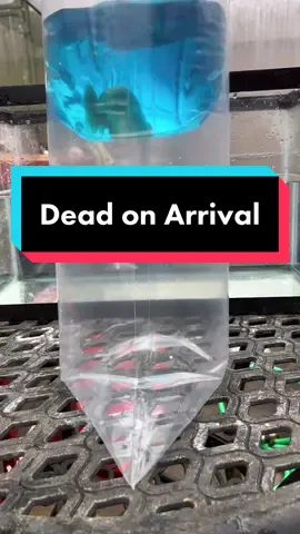 Have I ever had a dead on arrival? Yes I have had 3 total and all were due to mail carriers taking longer to deliver than the promised time. 2/3 of those were USPS ( I only ever did a total of 3 or 4 orders through them, never again). UPS has only had 1 dead on arrival out of nearly 200 orders. #fish #goldfish #aquarium #ranchu 