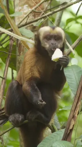 Happy Monkey Day / Feliz dia del mono #MonkeyDay Of the 8 species that exist in the Tambopata National Reserve, the brown capuchin monkey is undoubtedly one of the smartest and we will tell you why: 1. It is omnivorous, eating everything from fruits and flowers to insects and eggs. 2. In some parts of the world, their use of tools to obtain their food has been recorded 3. You can move in different levels of the forest 4. It is inclusive, it travels in herds that can include other species such as squirrel monkeys. Remember, capuchin monkeys like all wild animals are not pets, watch them wild in the forests of Tambopata. Explore **** #DiaDelMono De las 8 especies que existen en la Reserva Nacional #Tambopata, el mono capuchino marrón es sin duda uno de los mas listos y te contamos porque: 1. Es omnívoro, come de todo, desde frutas y flores hasta insectos y huevos. 2. En algunos lados del mundo se ha registrado su uso de herramientas para obtener su alimento 3. Puede moverse en diferentes niveles del bosque 4. Es inclusivo, viaja en manadas que puede incluir otras especies como a los monos ardilla. Recuerda, los monos capuchino como todos los animales silvestres no son mascotas, obsérvalos silvestres en los bosques de Tambopata. #Explora