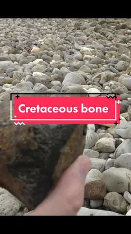 The bugs loved this fossil as much as I did. I think its a plesiosaur based on the shape but could be something else. I don't think mosasaur #fossil #hidden #bone #exploring #cretaceous #dinosaur #plesiosaur #geology 