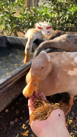 Keeping ducktok alive