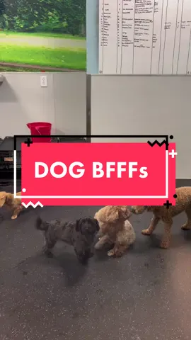 POV: You join dog daycare and your dog finds their #BFFF  #dogdaycare #dogtopia #downtownorlando #doggycare #dogbesties #dogbff #dogtopiadogshavemorefun #mixedbreeds #happydogs #healthydogs #happydogmom #happydogdad #happydogparents #UnlimitedHPInk 