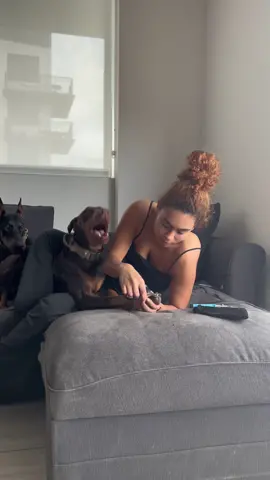 Drama Queen Mila 👑 #milaandzeus #dobermanpinscher #dobiesoftiktok #nailclipping #dognailclipping #fyp 