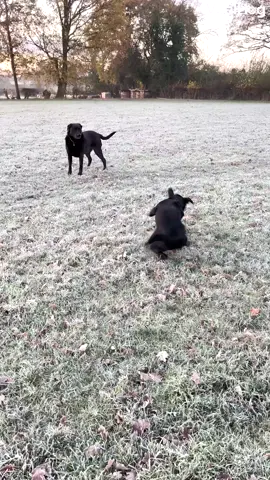 So. Much. Energy. 🐕💨😵 #viralhog #blacklab #dogs #zoomies