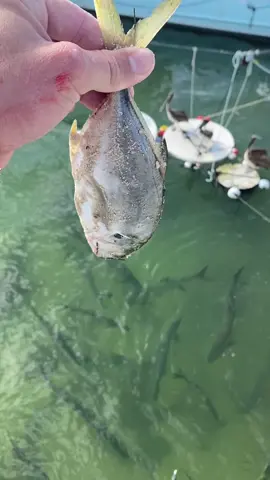 That didn’t take long😂.                               #tarpon #snook #fish #monsters #robbies 