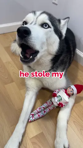 THE ELF STRIKES AGAIN!!!! 