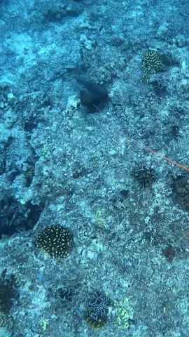 World’s scariest fish #spearfishing #freediving #fishing 