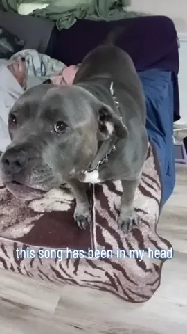 #fy #fyp #foryou #foryoupage #tiktok #rockythepitbull #pitbullsoftiktok #dogtok #rockythedog #ilovemydog #furbaby #furmom #theramones 
