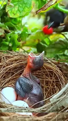 #bird #food #mother #Love 