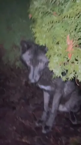 #wolf #lobo #lobisomem #terror #haunted #tiktokbrasil #suspense #fypシ #foryou #cao #dog #floresta #lobomal 