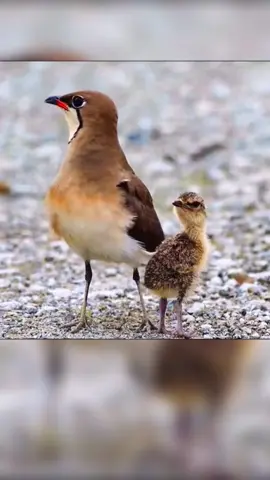 💕💕#foryou #warm #cute #birds @tiktok #animals 