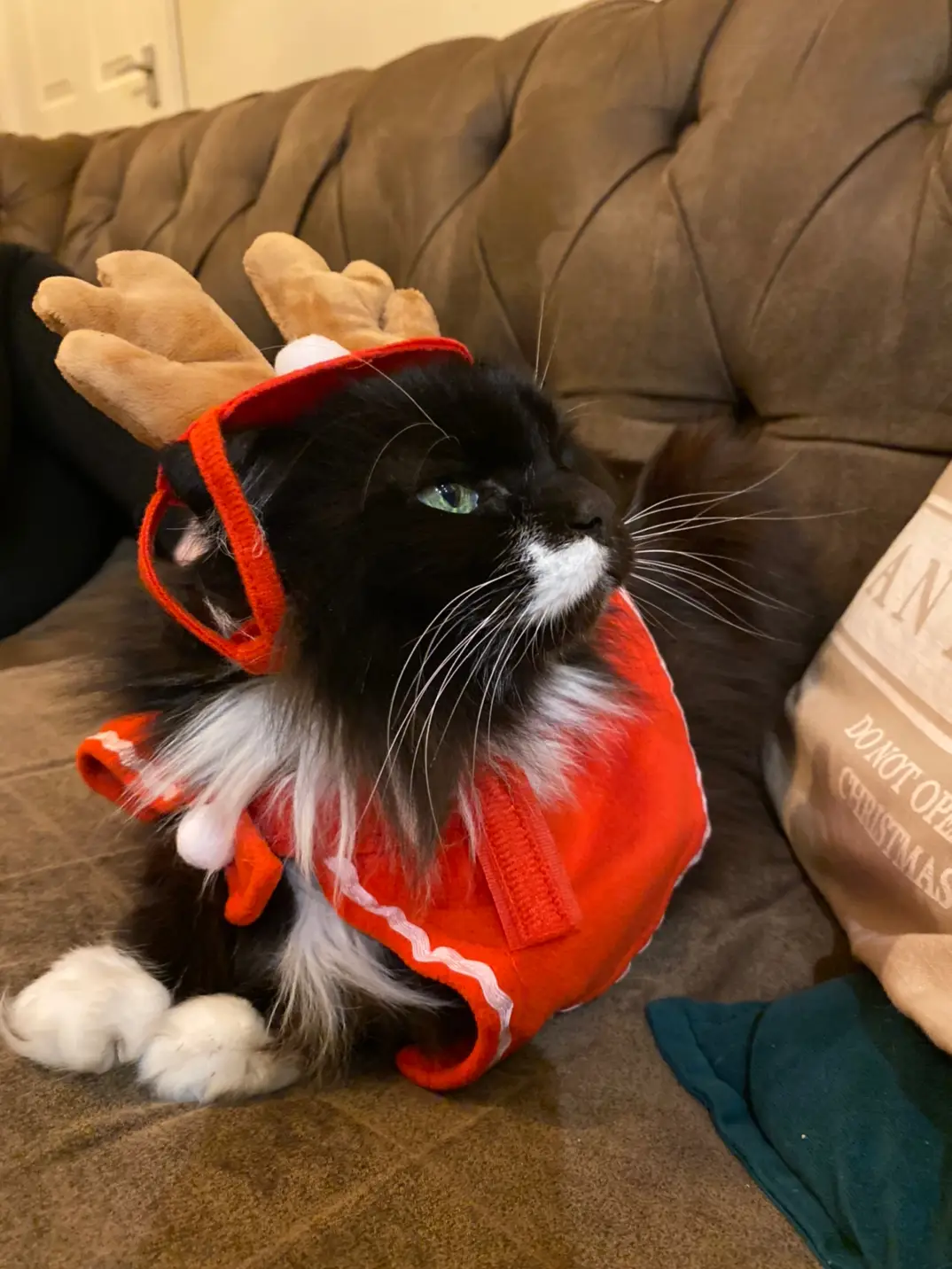 Just an average day in this house 😂😂 #reindeer #cat #dog #petcostumes #PetsOfTikTok #cute #rudolph #rudolf 