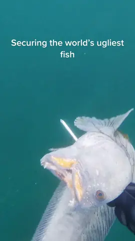 Also the tastiest #wolffish #spearfishing #freediving 