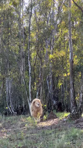 King Alex listening carefully to the birds.. such a beautiful natural scene that us humans cannot understand of the animal world’s secrets 🌿🤍🌿