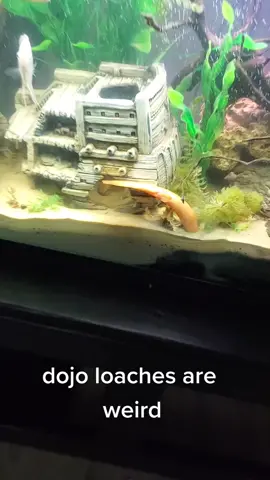 #dojoloach #goldendojoloach #weirdfish #fakingdeath 