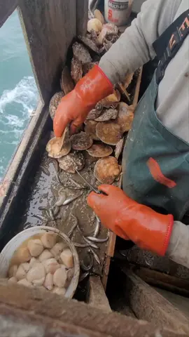 #scallops #atlanticocean #commercialfishing #