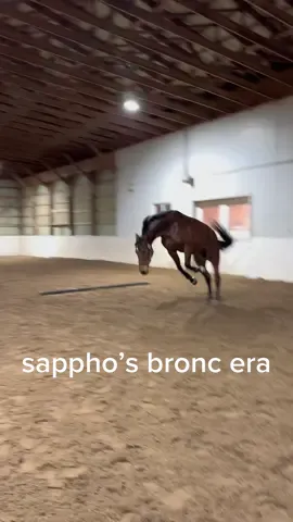 sappho is taking up broncing. she doesn’t wanna be a jumper anymore, says it’s just not her calling! #equestrian #warmblood #kpwn #hunterjumper #horse #mare #bronc #bucking 