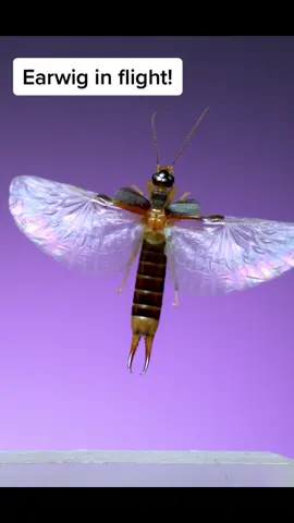 Did you know earwigs can fly!? I’ve been trying to film one flying in slow motion FOR YEARS! Finally found this shore earwig in southern Florida that was happy to fly in front of the camera. #bugsoftiktok #entomology #scienceismagic #earwig 