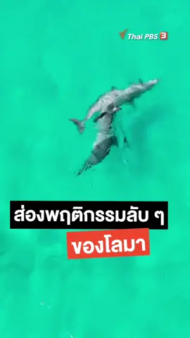 พฤติกรรมที่อาจคาดไม่ถึงเกี่ยวกับการผสมพันธุ์ของเหล่าโลมาในออสเตรเลีย #ThaiPBS #ถนนคนชีวิต #โลมา #ข่าวtiktok #TikToknews