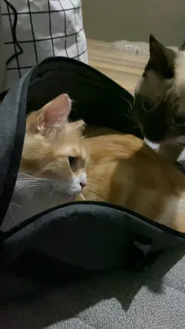 Nama: Leon Hobi: Masuk ke dalem tas #catsoftiktok #cutecat #orangecat