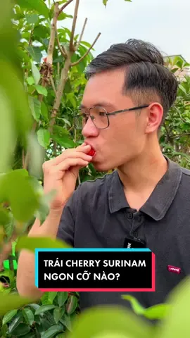 Phần 2: Cherry Surinam cho trái ngon, đẹp, chưng tết được, lại độc lạ #hoanglonggarden #cayantrai #caytrongchau #cherrysurinam 