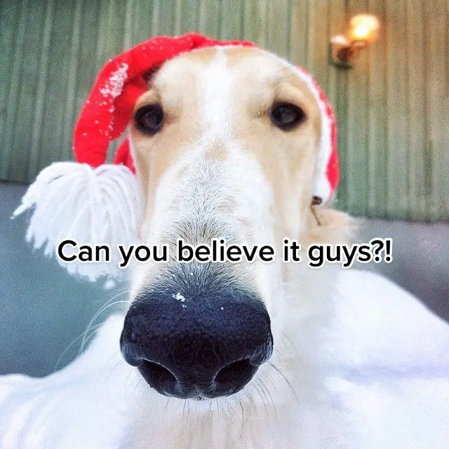 i love borzois and christmas #christmas #christmas2022 #borzoi #borzois #fyp #fypシ #christmasisinaweek #canyoubelieveitguys 
