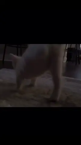 KITTY 🐱 #cats #fyp #fypシ #kittycatsareepic