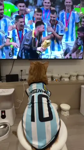 Congratulations to Messi for realizing his dream 🥰#pets #cat