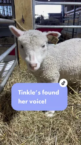 What a precious sound!!❤️❤️ #Vlog #sheep #sheepfarm #sheepfarmer #lambing #lambingseason #farm #barberpoleworm #sicklamb #Clostridialdiseasesinsheep 