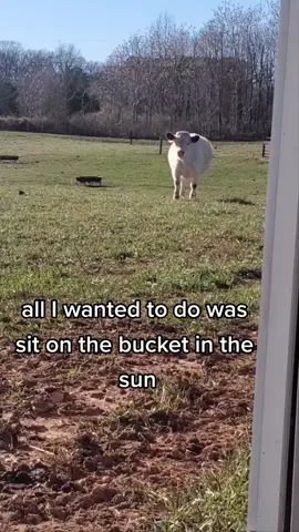 I just wanted to sit in the sun 😑 #maggie #moos #bigmad #sunshine #attitude #empty #minicows 