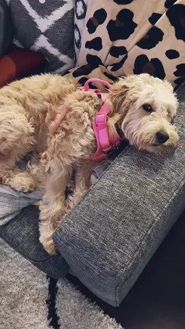 Lucie living rent free just chilling. 