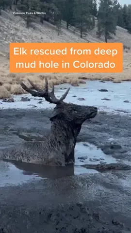 A young male #elk was rescued by two #Colorado Parks and #Wildlife officers on Dec. 5. They placed two straps around the base of the elk’s antlers and connected them to the back of a four-wheeler. #animalrescue #animalsoftiktok 