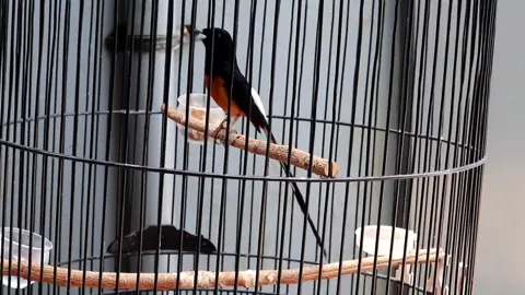 Murai Bahorok adalah Burung asli Lokal Indonesia dengan Power TerDasyat diantara semua jenis Murai... #muraijawara #muraibatuindonesia #burung #muraibatu #muraibatuekorpanjang 