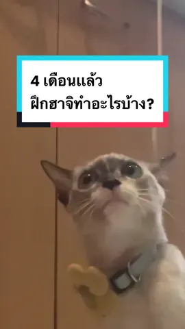 ถ้ามีโรงเรียนแมว ลูกฉันต้องเป็นนักเรียนทุน!! 5555555555 ใครมีอะไรให้สอนกระซิบบอกกันได้  #CapCut #HaJiCat8 #catsoftiktok #แมว #cat #เคล็ดลับสัตว์เลี้ยง 