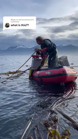 Replying to @safuanwanacc2 it’s Alaskan Bull Kelp! We harvest this delectable brown seaweed and use it as the primary ingredient in our hot sauces, kelp chili crisp, seasonings, salsa, pickles and more 🤤  It’s a sustainable seafood in Alaska, and thanks to our cold waters our kelp beds are not facing the same impacts that kelps beds in the lower 48 have faced from warming oceans! The kelp farms we support require no freshwater, fertilizer, or land 😊 we love kelp! #barnaclefoods #alaska #kelp #bullkelp #beautiful #givekelpgifts #holidays #oceanhealth 